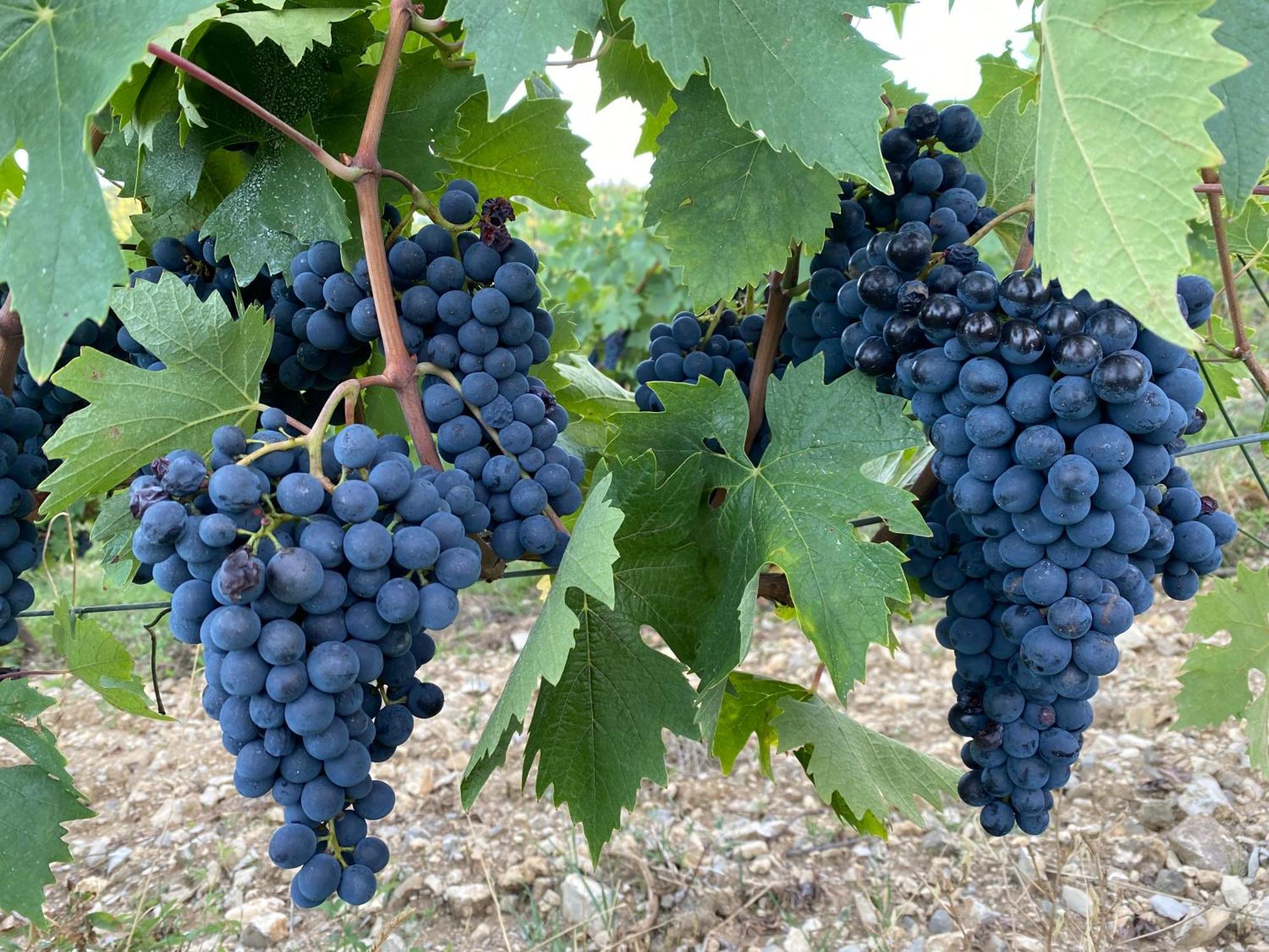 Tregole Castellina in Chianti Exterior foto